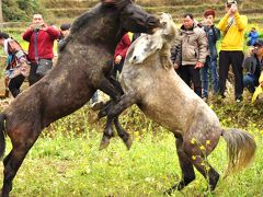 旧正月を中国の村で過ごそう！2015．融水ミャオ族に伝わる「闘馬大会」