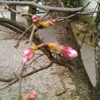 （開花前の）千本桜並木と苺フルーツトマト狩りと春の宴