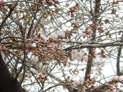 亀久保桜通りにある桜トンネルの開花状況