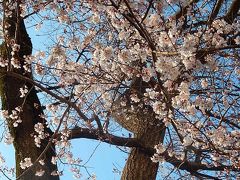 ふじみ野市ビバモール前で見られる桜