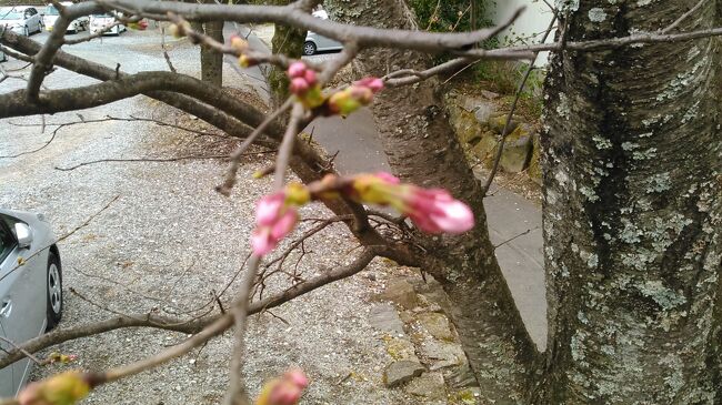 　2017年3月23日（木）第一観光の日帰りバス旅行<br />「美しき流川の千本桜並木と浅井の一本桜と３種類のイチゴ＆フルーツトマト狩りと飲み食べ放題春の宴スペシャル」<br />に参加しました。花を眺め、美味しい物を頂いた1日の旅行記です。<br />主な行程は下記の通りです。<br />　小倉　7：30→　引野口　7：50→ 博多　8：50→　基山　9：20<br />　八女市平井農園　イチゴとトマト狩り<br />　桑野（久留米織）<br />　ホテルニュープラザ久留米（ズワイガニ足と30種類の和洋中バイキング<br />　食べ放題・飲み放題のランチ）<br />　石橋文化センター<br />　紅乙女酒造・巨峰ワイン（見学、試飲）<br />　うきは市千本桜鑑賞<br />基山、博多、引野口、小倉　19：35<br /><br /><br />