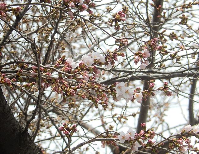 3月23日、午後0時過ぎに自宅から近い、亀久保桜通りの桜の開花状況を調べに行った。　桜は部分的に咲いているのが見られ、あと4,5日で見ごろを迎えるのではないかと思われた。月末には満開も期待が出来、桜のトンネルが見られると思われた。<br /><br /><br /><br />*写真は一部開花しているのが見られる