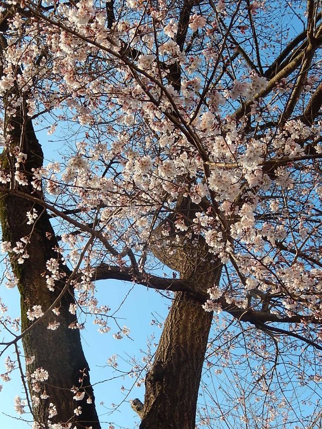 3月23日、午後０時過ぎに東武バス停のビバモール前の桜を写真撮影をした。　桜の開花は3月21日に見られたが、この日の開花状況は3,4部咲きであった。　遠くから見てもピンク色に染まって見られた。　そめいよしのとしては例年早目に咲いている。<br /><br /><br /><br />*写真は3/24朝に見られた桜
