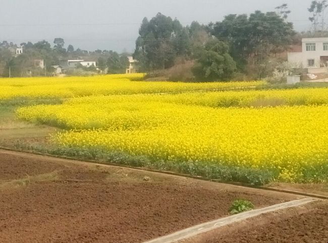 月曜日、成都の東、龍泉の桃花山へ行きました。でも、桃の花は、まだ、満開でないで、部分咲いていました。それで、龍門村へ、菜の花、写真を撮りました。<br />明日、良い天気だと、再度、行きましょう。<br /><br /><br /><br />