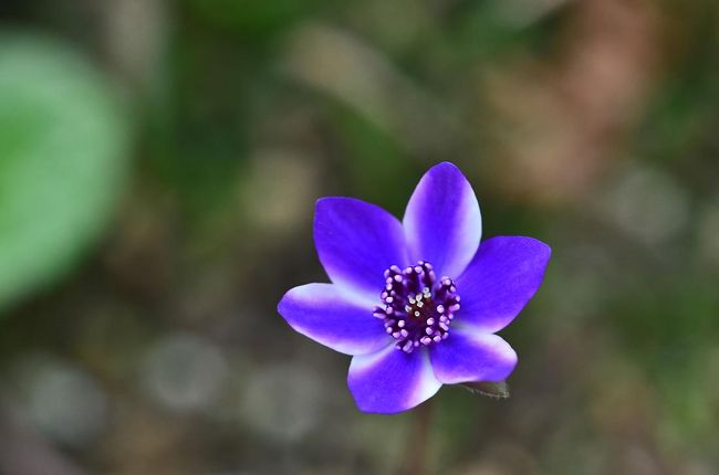 春の妖精とも呼ばれる雪割草がピンクや白、薄紫色の花..<br />色鮮やかに園内も、春の訪れの予感、春色に染まってきました♪<br /><br />花フェスタ記念公園では、<br />トンネルギャラリーと花の地球館の間に広がる「そよぎの谷」で、<br />春の訪れを告げる小さく可憐な花 「雪割草」。<br />4月初旬ごろまで雪割草の花達が迎えてくれます。<br />花径２～３ｃｍ程度の小さく可憐な花「雪割草」が沢山咲いてます♪<br /><br />そよぎの谷では「福寿草」や「ミツマタ」なども咲き始めています♪<br /><br /> バラのベルベデーレ（展望デッキ）の先にトンネルがあります。<br />そのトンネルをぬけてすぐ左手に広がるのが「そよぎの谷」です。<br /><br />また、花の地球館では<br />スプリングガーデンショー「ハナノイロ」開催中♪<br />　「色から始める庭造り」をテーマに、色ごとにエリアを区切った、<br />黄色・ピンク・赤・青・パステルカラーのガーデンが登場！<br />パステルカラーから真紅まで豊富にハナノイロが揃うのも、<br />春の魅力のひとつです。<br />色によって印象の異なるガーデンをゆっくりと観賞しながら、<br />春の訪れを感じてみませんか？<br />〔期　間〕　２０１７年３月４日（土）～５月７日（日）<br />〔会　場〕 花の地球館（大温室）<br /><br />