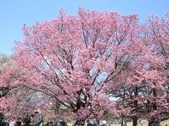 新宿御苑の桜ウォッチング：陽光が見頃を迎えました♪