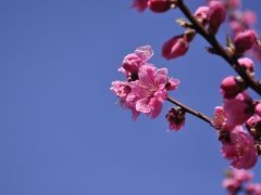 古河桃まつり/PEACH BLOSSOM festival in KOGA