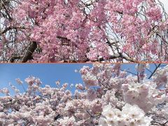 2017小手指のしだれ桜・ポトマック桜 開花情報（最終回） Sakura News of my town Kotesashi/Tokorozawa