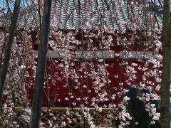 西光院のシダレザクラ_2017（1）_５分咲きくらいだと思いますが、綺麗に咲いています。（栃木県・佐野市）