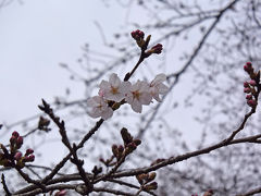 ソメイヨシノが開花した岩本山公園に行って来ました 2017.03.25