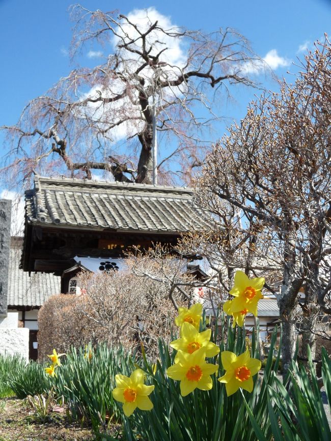 佐野市観光協会が発行している「佐野めぐり」というパンフレットに「満願寺のしだれ桜」が紹介されていました。<br />前日訪れた茂林寺のシダレザクラは開き始めたばかりでしたが、こちらはどうなのか、青空に恵まれたので、見に行ってきました。