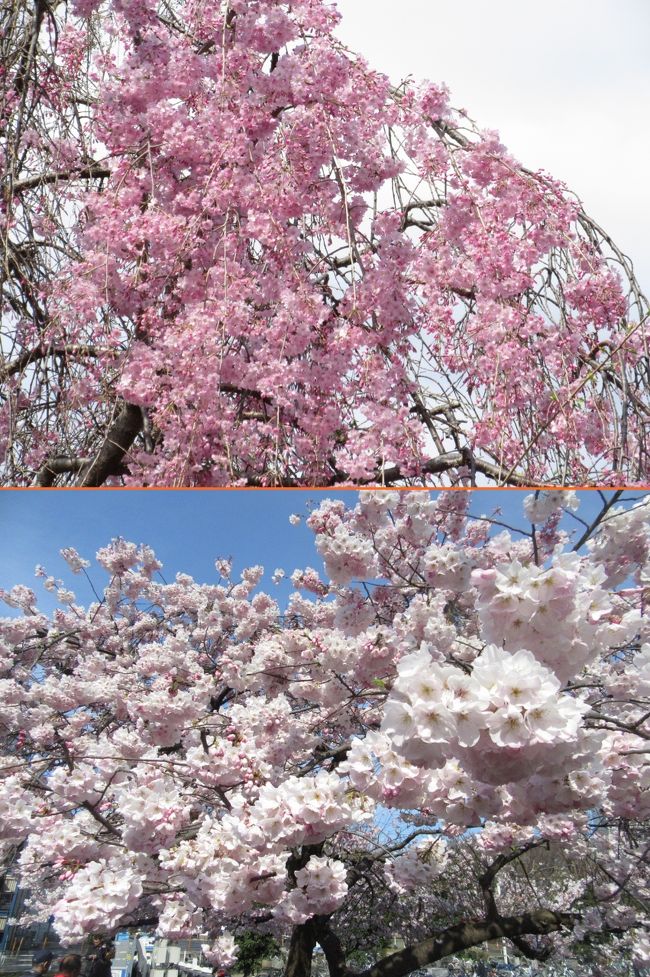 砂川掘の枝垂桜(最西端)2017.4.12 14:03 (見ごろは今週末16日まで)<br />ポトマック桜 満開 2017.4.2 15:04 <br /><br />毎年紹介している地元所沢市小手指の桜の開花情報ですが、、気づくまもなく開花してしまいました。<br />3月21日に東京(靖国神社境内のソメイヨシノ標本木)の開花発表があってからは急に寒くなり、2月末から3月初旬ごろの気温で、砂川堀の桜の様子を確認には行きませんでした。<br />23日の夕方、近くを車で通りがかりに見たところいくつか咲いているのが分かったので、一旦帰宅して撮影に行きました。<br /><br /> ☆ ☆ ☆ ☆ ☆ ☆ ☆<br /><br />3月21日(火)、気象庁は靖国神社にある標本木の桜が開花したと発表。昨年と同日で平年より5日早く、全国では最も早い開花となった。<br />出典:https://hanami.walkerplus.com/topics/article/103985/<br />4月2日(日)東京の桜が満開となった、と夜のテレビニュースで報じていたが、千鳥が淵の桜は日当たりが良い一部分しか開花していないそうで、満開は今週末のところが多くなりそうだ。<br /><br />所沢の気温実績<br />3月 <br />http://www.data.jma.go.jp/obd/stats/etrn/view/daily_a1.php?prec_no=43&block_no=1070&year=2017&month=3&day=21&view=<br />4月<br />http://www.data.jma.go.jp/obd/stats/etrn/view/daily_a1.php?prec_no=43&block_no=1070&year=2017&month=04&day=21&view=p1<br /><br /> ☆ ☆ ☆ ☆ ☆ ☆ ☆<br /><br />小手指のしだれ桜・ポトマック桜 開花情報<br /><br />◆第9回(最終回)4月12日(水)晴れ 気温17.9/7.8℃<br />最も西端の紅八重枝垂がほぼ満開となりました。<br />いくつか蕾も見られますが、最も華やかな姿を紹介して、今シーズンの開花情報の最終回とします。<br />3週間に渡ってご覧いただき、ありがとうございます。<br />来年も報告できるように気力・体力・健康に留意して一年を過ごすように努めます。<br />小手指の季節の移ろいは「小さな旅」「わが街小手指」シリーズで時々発信しますのでよろしく。<br /><br />◆第8回 4月10日(月) 曇り、日中一時晴れ 気温14.0/5.3℃<br />小手指車両基地に近い最も西側の濃いピンクの紅八重枝垂が8分咲きとなり、全体でも5分咲きから満開となり、最初に開花したところは葉桜となりました。<br />この日はあいにく曇り空で、輝くような明るさはなく、華やかさもいまいちでした。<br />今週中に1回は真っ青な空を背景に撮りたいですが、天気次第では今回が最終回かもしれません。<br /><br />◆第7回 4月6日(木)薄日のち曇り 気温20.0/8.1℃<br />ポトマック桜は満開を過ぎ、所々に緑の新芽が見られるので、今回を最終回とします。<br />枝垂桜は全体的には5分咲きですが、ばらつきが大きく、つぼみがようやく膨らんで赤みを帯び始めたところもあります。<br />週末の天気が良くない予報ですが、気温は20℃程度まで上がる良そうなので開花は順調に進むと予想され、15日ごろまでは見ごろが続くと思います。<br /><br />◆第6回 4月3日(月)晴れのち曇り、一時雨 気温14.4/5.6℃<br />西友小手指店の地下にある歯科医の帰りに外階段(石段)横にあるポトマック桜を見てきました。<br />わずかに蕾が残っていますが満開です。<br />時折、風に舞う花びらが満開の合図のようでした。<br /><br />◆第5回 4月2日(日)晴れ 気温12.0/3.7℃<br />3日ぶりに晴れたので、午後の日差しで綺麗に見えるように、砂川掘りの西端の枝垂桜から順に見てきました。<br />100本余りある枝垂桜のうち、満開なのは10本程度で、全体では1分咲き程度です。<br />ポトマック桜は8分咲きで、この低い気温が続くと週末まで楽しめそうです。 <br /><br />◆第4回 3月30日(木)晴れ 気温17.7/3.8℃<br />日中の気温が18℃ぐらい上昇するという予報があり、明日はハイキング、明後日は7℃しか上がらないと報じられたので、間が空き過ぎないように見てきました。<br />ポトマック桜は5分咲き、枝垂桜は特定の木以外はあまり変化が見られません。<br />小手指公園(SL公園)の桜は30日開花を確認しました。<br /><br />◆第3回 3月28日(火) 晴れのち曇り 気温11.9/2.4℃<br /><br />3日ぶりの観察で、ポトマック桜は2分咲きほどに開花が進みましたが、砂川堀の枝垂桜はほとんど変っていません。<br />ただ、開花前ですが蕾はふくらんで、全体を見るといくぶん赤味がかってきました。雑木林が芽吹く前に白っぽく変るのと似た感じです。<br /><br />◆第2回 3月25日(土)晴れ 所沢の最高・最低気温12.0/1.8℃<br /><br />西友小手指店のポトマック桜の開花が確認できました。<br />前日は夕方であったので、この日は朝の光で撮りました。<br /><br />◆第1回 3月24日(金)晴れ 所沢の最高・最低気温10.4/2.9℃<br /><br />毎年一番早く咲く砂川堀の桜は東の端のSL公園側から数えて5本目の北岸の桜ですが、今年も最も開花が進んでいます。<br />開花日は確認しませんでした。<br /><br />2,3日間隔で開花情報をお伝えします。<br /><br />撮影CANON EOS40D EF-S18/135<br /> PowerShotSX610HS<br /><br />yamada423(1943~)小手指在住1979~<br /> ────────────────────────<br /><小手指のしだれ桜><br />埼玉県所沢市小手指町2丁目を流れる砂川堀の両側500mに約40年前に植えられた。現在115本。(2013年)<br />開花時には多くの人が訪れる名所となっている。<br />介護施設の車で車中からの花見客も多い。(微速走行をお願いします)<br />花見特有の出店や宴席などはなく、もっぱら静かに花を楽しむ。<br />品種は数種類あり満開の時期は10日程度異なる。SL公園近く(東端)は淡い色で早く、小手指車両基地方面(西端)はピンクの色が濃い種類「紅八重枝垂(八重紅枝垂)」で遅咲きとなる。<br /><br /><ポトマック桜><br />1912年に東京市長尾崎行雄が日米友好のため贈った3000本の桜がワシントンDCのポトマック川河岸に植えられ、毎年桜祭りが行われている。来年で100年になるのを記念して接木用の枝が140本日本に贈られることになったそうです。<br />この桜は今まで何回か日本に里帰りした苗木の一本のようです。<br />「東京の荒川堤の五色桜を穂木にして接木して作られた」と参考サイトに記載があります。ソメイヨシノより花房が大きく華やかですがアメリカの文化に染まったためではないようです。(笑い)<br />アメリカ人の好みに合わせて穂木を選んだのでしょう。<br /><参考サイト><br />21世紀のヒューマン・リテラシー ポトマック河畔の桜 <br />http://tajimaiclc.at.webry.info/201004/article_7.html<br /><br />ピンクの衣装のアメリカ女性のイメージ写真を紹介しましょう。<br />これも日米友好のたのしいイベントで皆様におすすめしたいです。<br />「横田基地で日米友好祭2012」<br />http://4travel.jp/traveler/810766/album/10698710/<br /><br /><参考ブログ><br />2016小手指のしだれ桜・ポトマック桜 開花情報 <br />http://4travel.jp/travelogue/11115155<br />2015小手指のしだれ桜・ポトマック桜 開花情報 <br />http://4travel.jp/travelogue/10992831<br />小さな旅 金仙寺・比良の丘<br />http://4travel.jp/travelogue/10996626<br />2014小手指のしだれ桜・ポトマック桜開花情報 <br />http://4travel.jp/travelogue/10870555<br />2013小手指のしだれ桜・ポトマック桜開花情報<br />http://4travel.jp/travelogue/10757786<br />小さな旅 小手指のしだれ桜と春の花<br />http://4travel.jp/traveler/810766/album/10551439/<br />2012小手指のしだれ桜と春の花<br />http://4travel.jp/traveler/810766/album/10660552/<br />2012小手指のポトマック桜/夜桜<br />http://4travel.jp/traveler/810766/album/10658882/<br />2012小手指のしだれ桜と春の花<br />http://4travel.jp/travelogue/10660552<br /><br />所沢百選45.砂川堀のしだれ桜<br />http://www.tokoro-kankou.jp/select100/045.html<br />────────────────────────────<br />西武池袋線小手指駅案内<br />http://www.seibu-group.co.jp/railways/railway/ekimap/kotesashi/index.html<br />しだれ桜見物には北口に降りて線路沿いに8~10分(600m)西に向かって歩きます。<br /><br />西友小手指店の正面左手にあるポトマック桜を見てから正面の道を北西へ向かうと、しだれ桜並木のほぼ中央に着きます。このルート(道順)はすべて歩道が完備され安心して歩けます。<br />西友のスタバはドトールに変わり、前の角のミスドウはやってます。<br /><br />なお、砂川堀周辺には公共のトイレはないので、小手指駅、西友、カフェなどであらかじめ済ませましょう。<br /><br />私は小手指商業組合ではありませんが在37年になるので小手指の各種PRに努めています。<br />わが街 小手指シリーズ<br />http://4travel.jp/traveler/810766/album/10582913/<br />http://4travel.jp/traveler/810766/album/10586360/<br />http://4travel.jp/traveler/810766/album/10604216/<br />http://4travel.jp/traveler/810766/album/10688759/<br />http://4travel.jp/travelogue/10857849<br />http://4travel.jp/travelogue/10859906<br />http://4travel.jp/travelogue/11035137<br />http://4travel.jp/travelogue/11161694<br />http://4travel.jp/travelogue/11201288<br /><br />