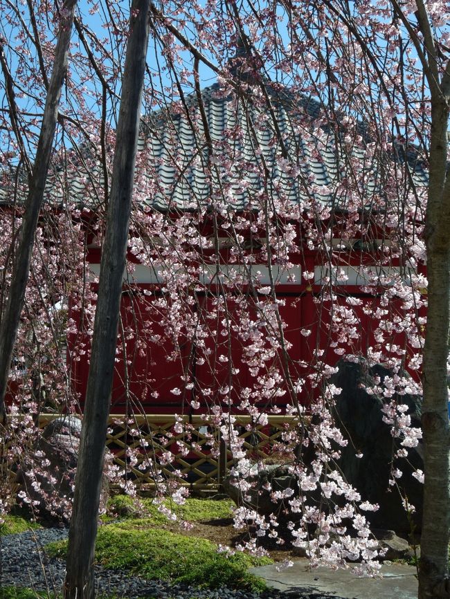 栃木県佐野市の満願寺の近くに、もう一か所シダレザクラのあるお寺があるとのことでしたので、そのお寺「西光院」へ行ってみました。<br />前日行った茂林寺は「まだまだ」、ここへ来る前に寄った満願寺は「もう少し」でしたが、ここ「西光院」のシダレザクラは５分咲きくらいには咲いていて綺麗でした。