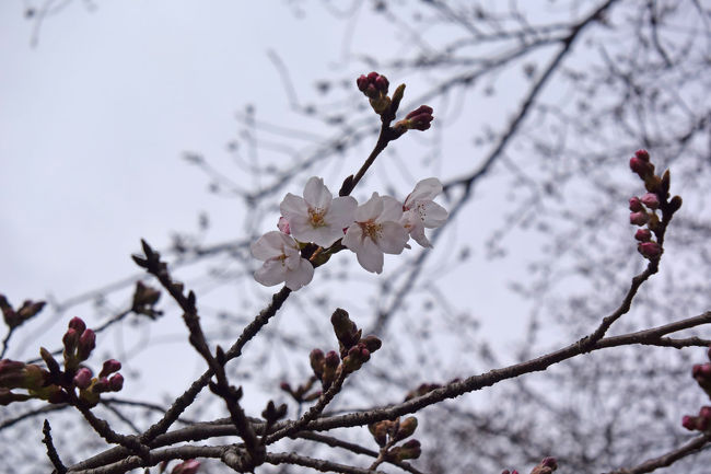 岩本山公園のソメイヨシノが開花したと地元の新聞(朝刊)に載っていました。(と、言う事は24日に咲いたと言う事ですね。)<br />そこで、お天気はあまり良くなかったのですが、撮りに行って来ました。<br /><br />★富士市役所のHPです。<br />http://www.city.fuji.shizuoka.jp/<br /><br />★富士山観光ビューロのHPです。<br />http://www.fujisan-kkb.jp/index.html<br /><br />