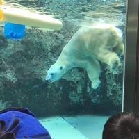 子連れで札幌・旭山動物園2017