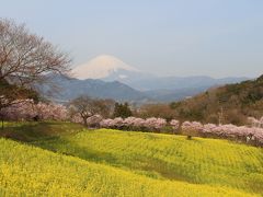 一足早い桜を見に、神奈川大井町の篠窪地区へ行ってみました。