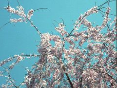 ２０１７年３月２４日の上野　桜は。。。。まだだね