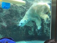 子連れで札幌・旭山動物園2017