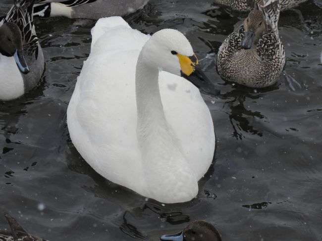 雪が舞い散る猪苗代湖の湖面に白鳥を訪ねてみました。