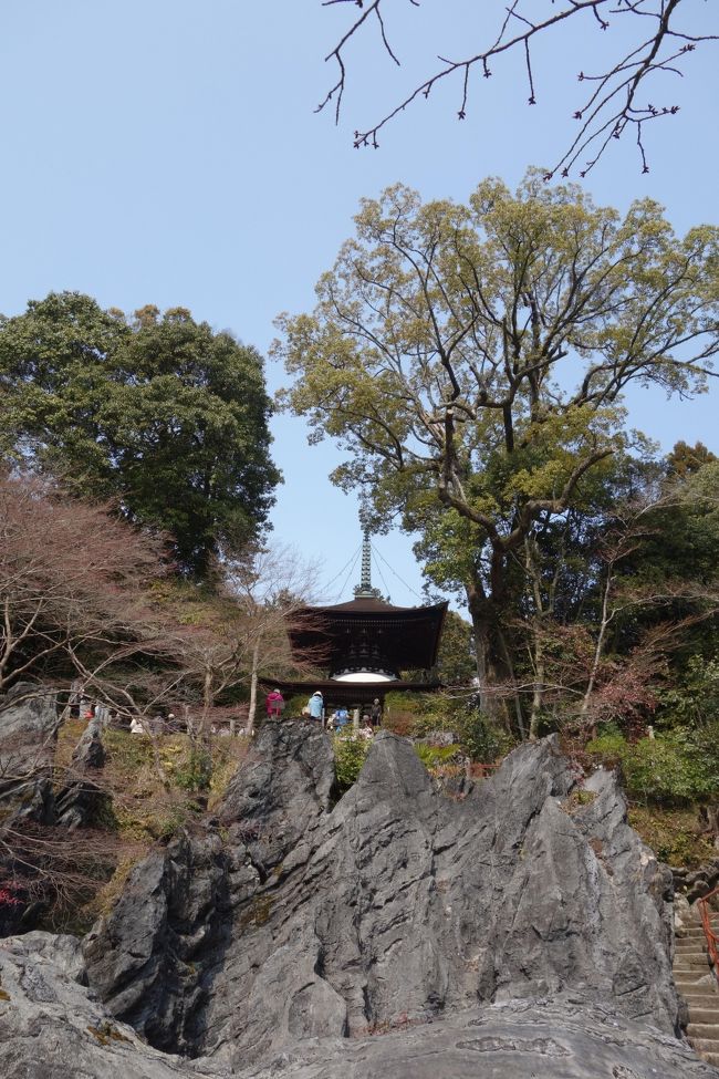 どこか梅の名所を観に行きたい、と探してそれほどの距離でもなかった<br />滋賀県の石山寺を訪れてみることにしました。<br /><br />ちょうど梅が見ごろを迎えた季節で、広い境内でじっくりと梅を楽しんできました。<br /><br />広い境内は見所が多くて、わざわざ出かけた価値を十分感じられました。