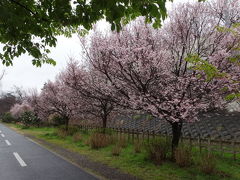 東村山中央公園の小彼岸桜　２０１７