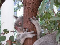 旅行とJGC修行を兼ねたブリスベンの旅　その１