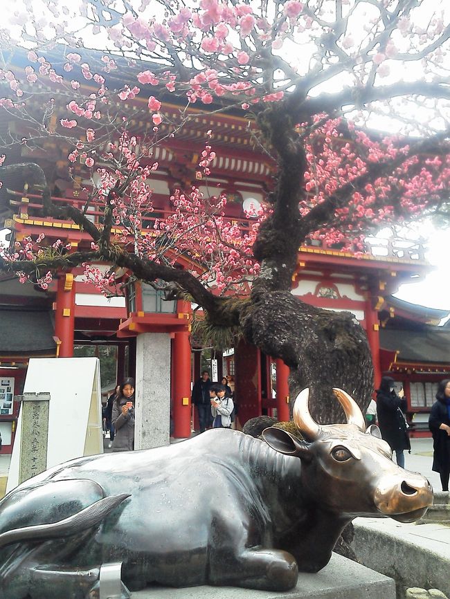 ３月上旬に羽田空港からに福岡空港に。各地の天神様にお参りしたのですが始めての[太宰府天満宮]です。列車(西鉄)で行きました…観光列車`旅人`(一両一両違う外装！)が待ってました。太宰府駅からお店(名物`梅ヶ枝餅`)が並んでいる鳥居`sを通ると境内です；`太宰府天満宮`石碑(大きな表札？)と大鳥居。<br />直ぐに`菅原道真公歌碑`を見付けました…`こちふかばにほひおこせようめの,,`は小学校で習った＆暗記しましたョ！　続いては`御神牛`です。像を見て、アレッ 昭和に奉納されたの？　遠い昔から`天神さんと臥牛`は一緒だったのでは,,。参拝後、境内には御神牛が沢山(^^)　今は大人で`角をなでなで`しますが、子供の頃には牛の背中に乗って遊んでいました！　私が観た御神牛を並べましたョ！ (参考　各地の天満宮には`神牛`がおります。旅行先の仙台市の榴ヶ岡天満宮の神牛)　<br />参道を左に曲がると中世の大鳥居/`石鳥居`を通ると`太鼓橋・平橋・太鼓橋`で`心字池`に架かっていましたが、池の周りでも梅が咲いていました。`手水舎`を清め`楼門`をくぐり抜けて[御本殿]。<br />参拝とお礼(各地の天神様にもお願いしたことも,,遊んだことも,,) を申し上げました。<br />`絵馬堂(外面と内部は江戸時代から平成！の絵馬！)`から太鼓橋/心字池を見れば,,。　 紅梅白梅に包まれた[太宰府天満宮；道真公歌碑/御神牛/末寺/石碑と像々/御本殿と境内の建屋/参道の鳥居,,」　感謝感激でした(梅ヶ枝餅は帰り道で！)。<br />