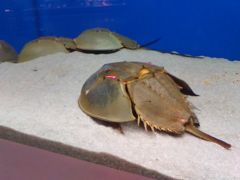 1泊３日岡山方面(備中高梁・倉敷・笠岡・鞆の浦)きまぐれ弾丸旅行