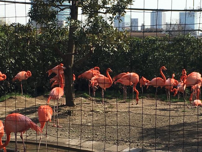 生後11カ月のムスメちゃんを連れて上野動物園に行ってきました。お母ちゃんとお父ちゃんも初上野動物園でした。