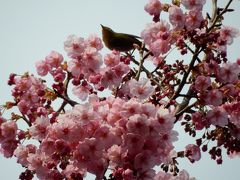 桜散歩2017～新宿御苑～