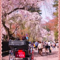 角館のさくら劇場・・・しだれ桜と、ソメイヨシノの並木道と、ライトアップも～～欲張りだわっ！（２０１６年の桜）