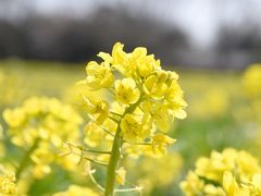 昭和記念公園　フラワーフェスティバル　