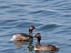 野鳥撮影記録（２０１７年３月）その９・海と川