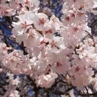 梅と桜とミズバショウ　甲府旅行