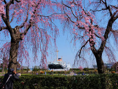 ２０１７　横浜山下公園　枝垂れ桜　咲く