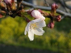 早朝ウォーキングで確認・・・久喜市鷲宮地区の桜開花宣言