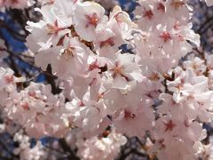 梅と桜とミズバショウ　甲府旅行