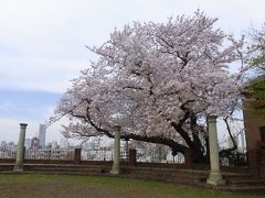 元町　港の見える丘公園　さくら巡り