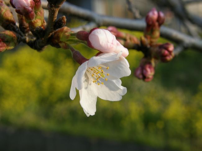 今、話題になっているのはさくらの開花宣言でしょう。<br /><br />そこで、私の住む埼玉県久喜市鷲宮地区の桜は何時が開花だろうと、早朝散歩コースで毎朝観測していました（笑）<br /><br />基準は、気象庁が実施している、靖国神社の桜の標本木が５輪以上咲いた日が開花日とした方法で・・・<br /><br />久喜市鷲宮地区の早朝散歩コースの桜を観測し2017.03.29早朝に２ヶ所の桜の５輪以上の開花を確認したので開花宣言としました（笑）