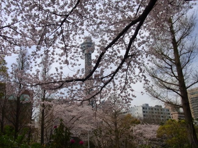 山下公園は2本の枝垂れ桜以外、あまり桜がない、という印象でしたが・・・とんでもない。<br />東側にりっぱな桜の木が結構あります。<br /><br />横浜公園チューリップも同時期に満開になるので、そちらも合わせて楽しめるよくばりコースです。<br /><br />二日間で、山下公園、港の見える丘公園、山の手、元町のさくら巡りをしました。<br /><br />1年で1週間期間限定の桜の季節。<br />バラだけでない、桜の時期も見ごたえあります、ぜひ訪れてみてください！<br /><br />アップダウンがあるので歩きなれた靴で・・・