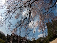 旧古河庭園のしだれ桜は満開