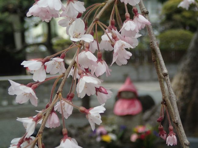 Ｒ60☆鶴（鶴弥）です。<br /><br />今年の鎌倉の桜はいつ頃満開になるのでしょう？<br />良く晴れた三月下旬の一日、あちこちと歩いてみました。  <br /><br />この記事は2017年（平成29年）3月29日のものです。