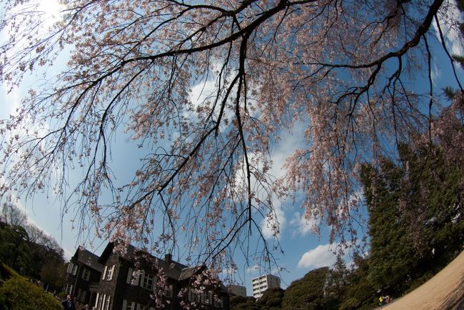 桜はまだまだですが、本格的な花見をする前に待ちきれない人は<br />旧古河庭園のしだれ桜が見ごろです。