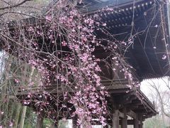 久しぶりに桜を求めて多福寺を訪問する