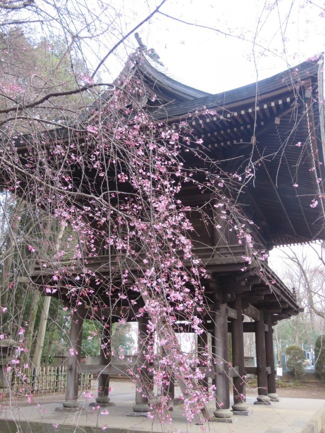 3月29日、午後2時半頃に自宅より自転車に乗って桜の風景を求めて多福寺を訪問した。　今まで何回となく訪問しているが、桜の季節には訪問したことがなく初めての訪問である。　多福寺には紅枝垂れ桜が開花していた。　カンヒザクラも見られた。<br /><br /><br />*写真は紅枝垂れ桜と呑天閣