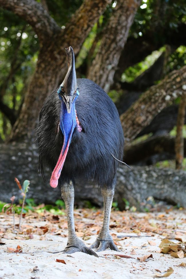 また1つ夢が叶いました！<br /><br />とうとう4種類の&quot;どうしても会っておきたい生き物&quot;;チーター、クドゥ、ヘビクイワシ、ヒクイドリを全て観察、撮影できたのです。<br /><br />2009年夏。ケニアで初めてサファリを体験しこれまで自分が経験したことのない興奮と感動を味わい、その後の人生観まで変えられてしまいました。<br />妻と出会って結婚したのもアフリカへの興味関心がきっかけになっているので、サファリとはいやはや恐ろしいものです。<br /><br />前置きが長くなりましたが、初めてのサファリで&quot;絶対に会っておきたい生き物&quot;のうち2種類;チーターとヘビクイワシに出会うことができました。<br /><br />そしてこの成功体験のおかげで残り2種の絶対会っておきたい生き物にチャレンジしたいと思うようになりました。<br /><br />それはクドゥ（グレータークドゥ、またはクーズー)とヒクイドリです。<br /><br />クドゥについては2011年末に夢叶いボツワナのチョべ国立公園で出会ってからというもの、病的にハマってしまい、その病気は現在も完治していません。<br />他の3種は日本国内の動物園でも見られますがクドゥだけは動物園で見られないため初めて本物に出会った時の衝撃は4種のうちで最も大きなものでした。<br /><br />&quot;どうしても会っておきたい生き物4種類&quot;のうち最後の1種ヒクイドリですが、日本から僅か7時間ほどで生息域に到着できるので、他の3種に比べればハードルはかなり低いのです。しかしオーストラリア本土は物価が非常に高い、観光地化が進んでいて本当の自然を味わえるところが少ないらしい(？)等等の理由により、なかなか家族旅行の候補地としては優先度が上がらず現在に至っていました。<br /><br />今回は家族や親戚の多大な協力のおかげで野生のヒクイドリに出会うという夢が遂に叶いました！しかも一人旅で。<br />ただただ感謝です。<br /><br /><br />【行程】<br />3/17 20;55 JQ16 関西国際空港出発 <br /><br />3/18 <br />5:00 ケアンズ国際空港着<br />6:30 ケアンズ国際空港からレンタカーでEtty Bayへ。<br />8:45 途中迷いつつもEtty Bay到着。ヒクイドリ観察。<br />10:30 移動<br />11:30 Djiru National Park散策。<br />14:00 宿泊先のInnisfail accommodation centerにチェックイン。<br />15:00 再びEtty Bayにてヒクイドリ観察。<br />19:00 宿に到着。<br /><br />3/19<br />6:00 Etty Bay到着。ヒクイドリ観察。<br />12:00 宿に戻り休憩、昼食<br />16:00 雨のため宿の近隣のElla Bay周辺でワラビー等を観察。<br />18:00 宿に到着。<br /><br />3/20<br />6:30 Etty Bay到着。ヒクイドリやワライカワセミを観察。<br />12:00 宿に戻り休憩と昼食。<br />14:00 Etty Bay再訪。ヒクイドリやワライカワセミを観察するも雨が強くなってきたため撤収。<br />17:30 宿に到着。<br /><br />3/21<br />6:00 Etty Bay到着。ヒクイドリ観察。<br />8:30 宿に戻りシャワーを浴びて荷造り。<br />9:00 チェックアウト。ケアンズへ出発。<br />11:00ケアンズ国際空港着。レンタカー返却。<br />13:00ケアンズ国際空港発。JQ15<br />20:15関西国際空港着。