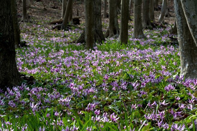 みかも山公園のカタクリがちょうど見頃をむかえたようなので三毳山のハイキングをかねて出向いてみた。<br /><br />下山後は隣接する「とちぎ花センター」に寄り道。