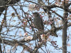 文京学院大学構内の桜は一部咲