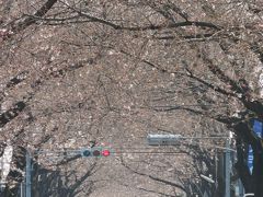 亀久保桜通りにある桜トンネルの開花状況③