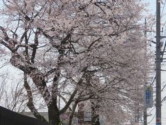 満開になったビバモール前の桜